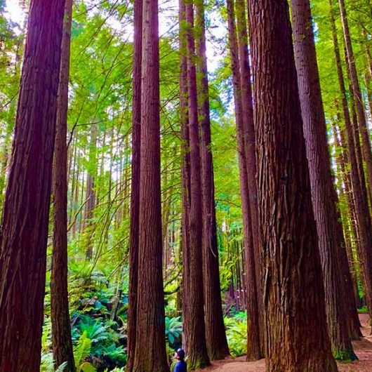 California-Redwood-Scene-A-Roo.jpg