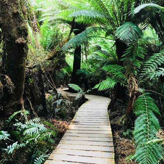 Otway-National-Park-Ancient-Temperate-Rainforest-Scene-A-Roo.jpg