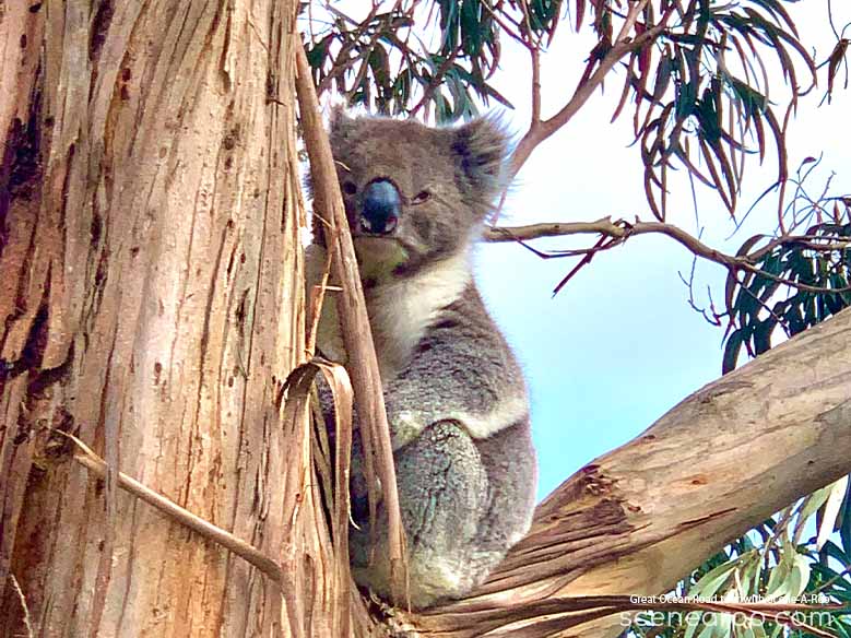 Wild Koala - Great Ocean Road tour with Scene-A-Roo