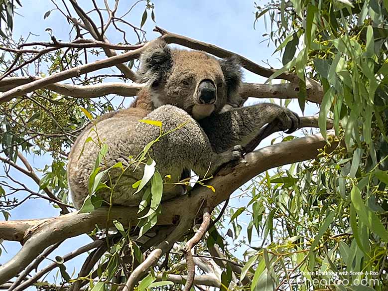 Wild Koala - Great ocean road tour with Scene-A-Roo