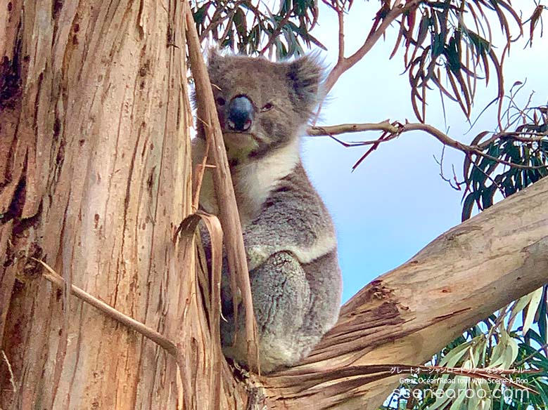 Koala salvaje - Recorrido por la Gran Carretera Oceanica con Scene-A-Roo